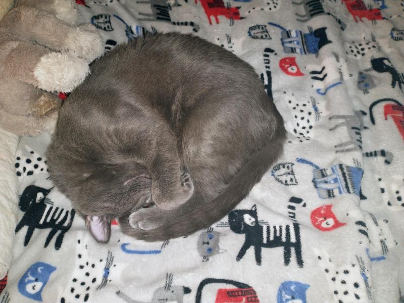 thebugster08 uploaded   179  day/s  ago