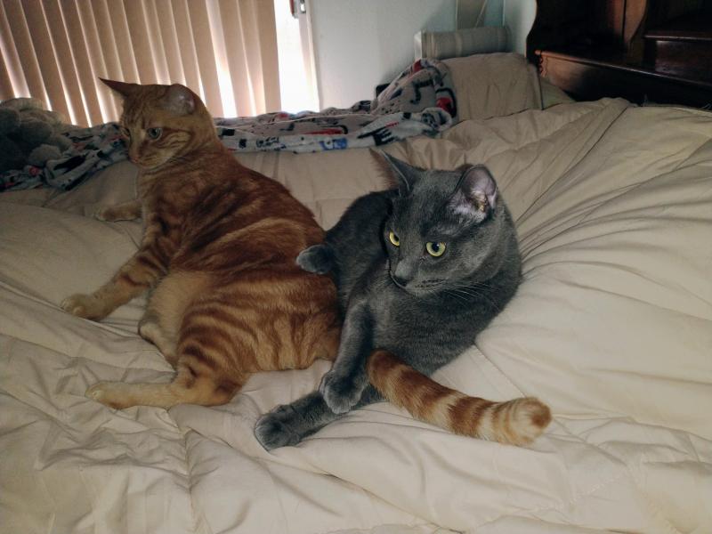 thebugster08 uploaded   200  day/s  ago