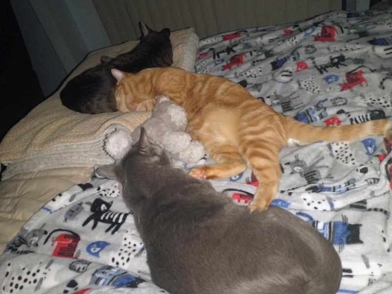 thebugster08 uploaded   150  day/s  ago