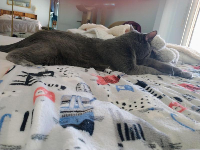 thebugster08 uploaded   172  day/s  ago