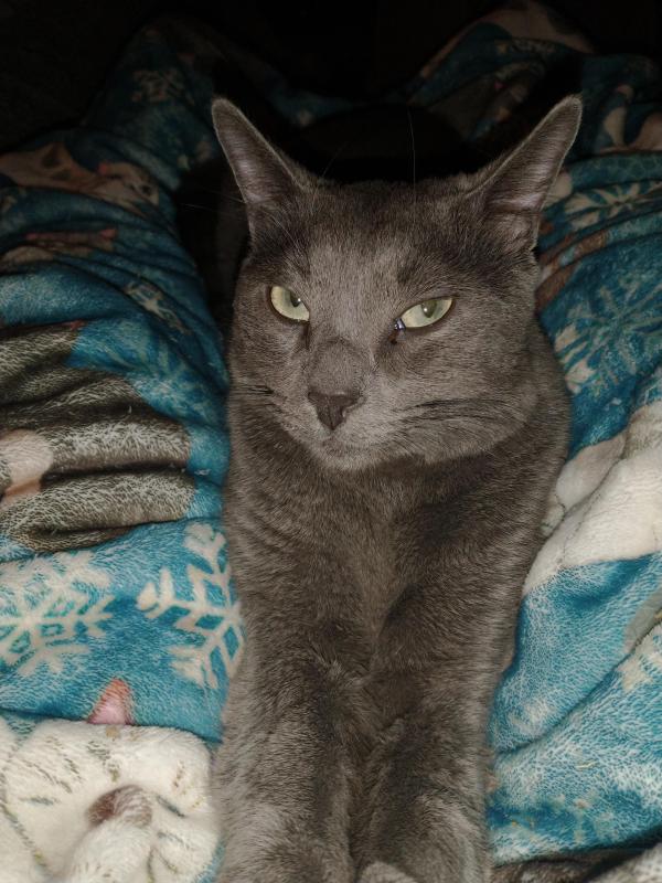 thebugster08 uploaded   129  day/s  ago