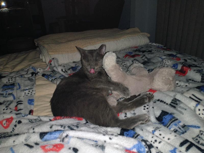 thebugster08 uploaded   143  day/s  ago