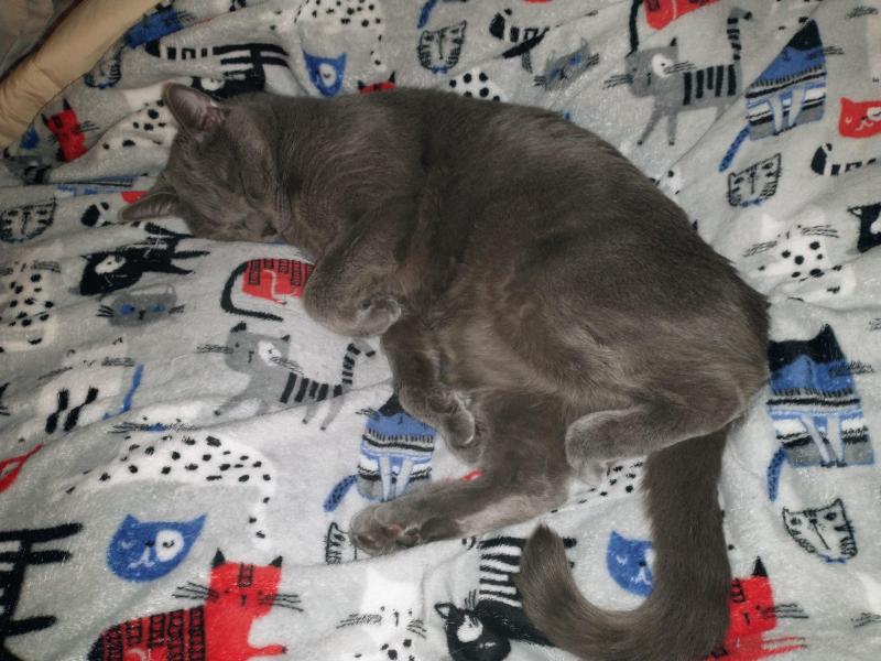 thebugster08 uploaded   122  day/s  ago