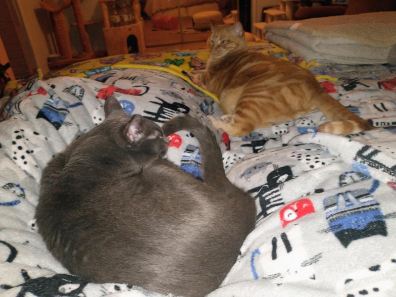 thebugster08 uploaded   136  day/s  ago