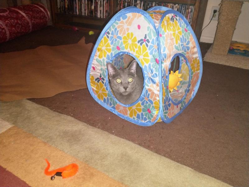 thebugster08 uploaded   1 year/s ago