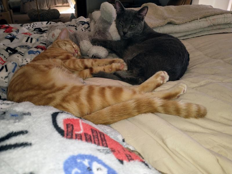 thebugster08 uploaded   1 year/s ago