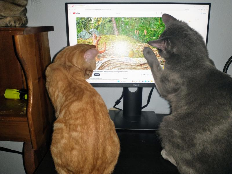 thebugster08 uploaded   1 year/s ago