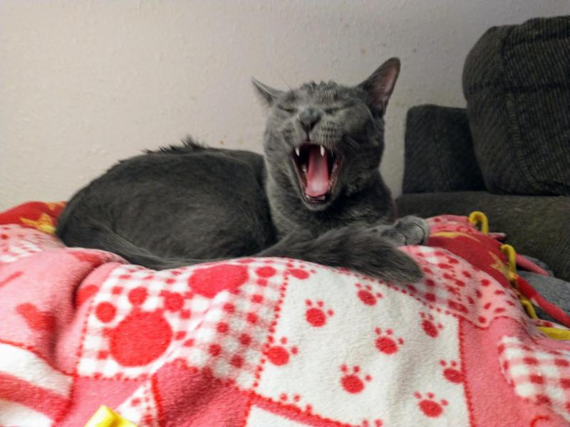 thebugster08 uploaded   1 year/s ago