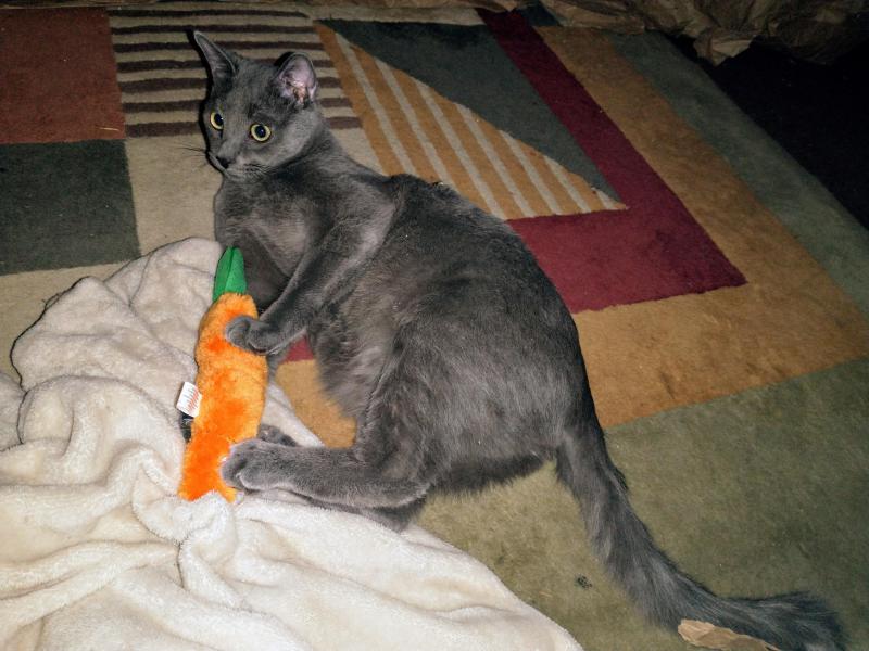 thebugster08 uploaded   1 year/s ago