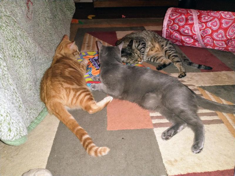 thebugster08 uploaded   344  day/s  ago