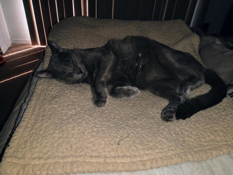 thebugster08 uploaded   337  day/s  ago