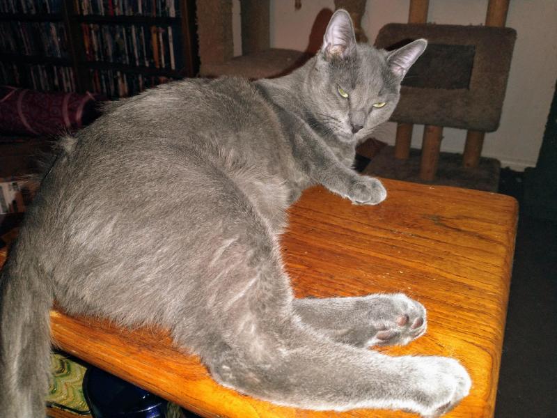 thebugster08 uploaded   358  day/s  ago