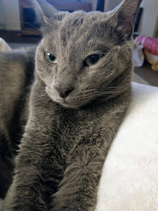 thebugster08 uploaded   330  day/s  ago