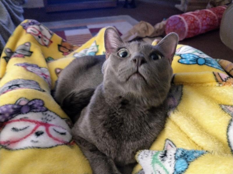 thebugster08 uploaded   302  day/s  ago