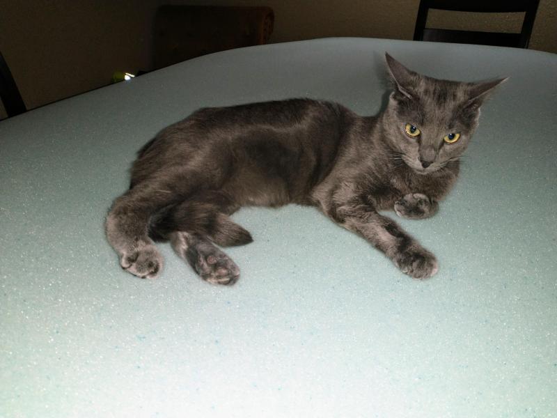 thebugster08 uploaded   302  day/s  ago