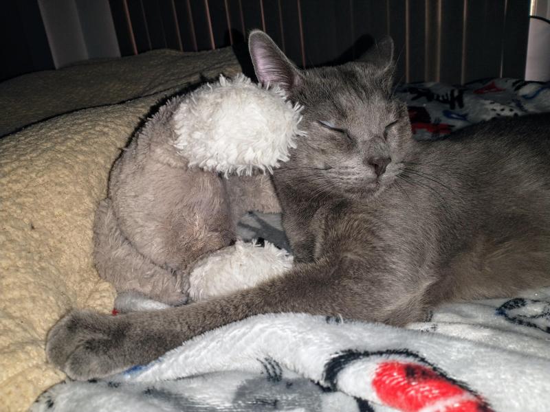 thebugster08 uploaded   323  day/s  ago