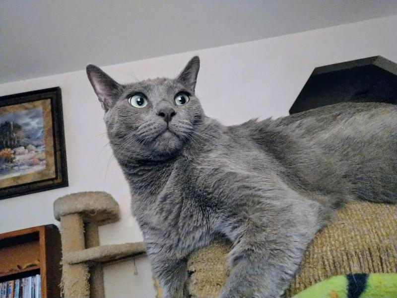 thebugster08 uploaded   273  day/s  ago