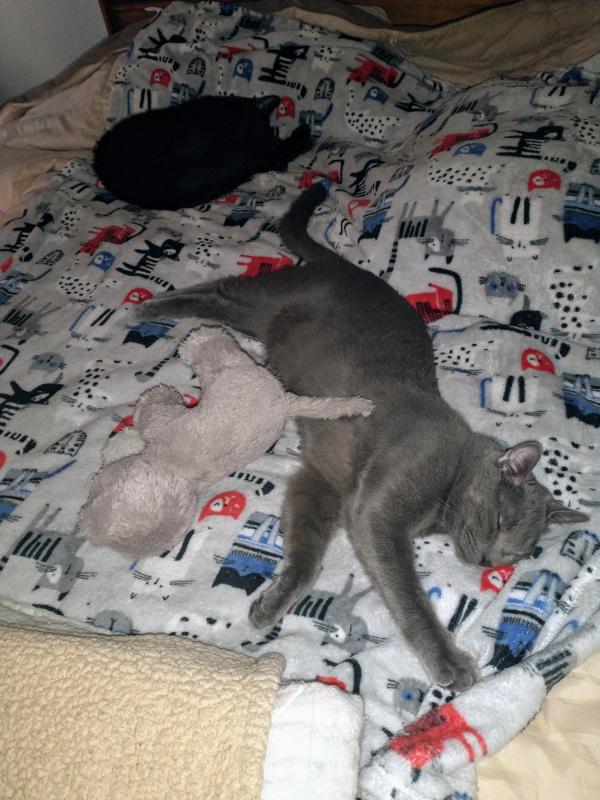 thebugster08 uploaded   259  day/s  ago