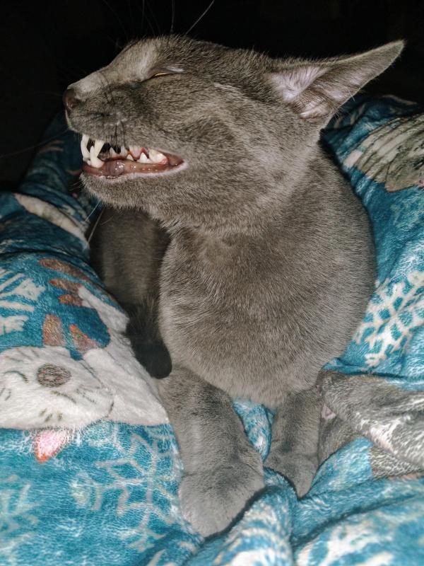 thebugster08 uploaded   243  day/s  ago