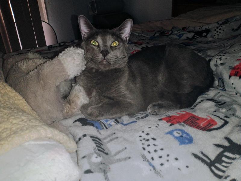 thebugster08 uploaded   266  day/s  ago