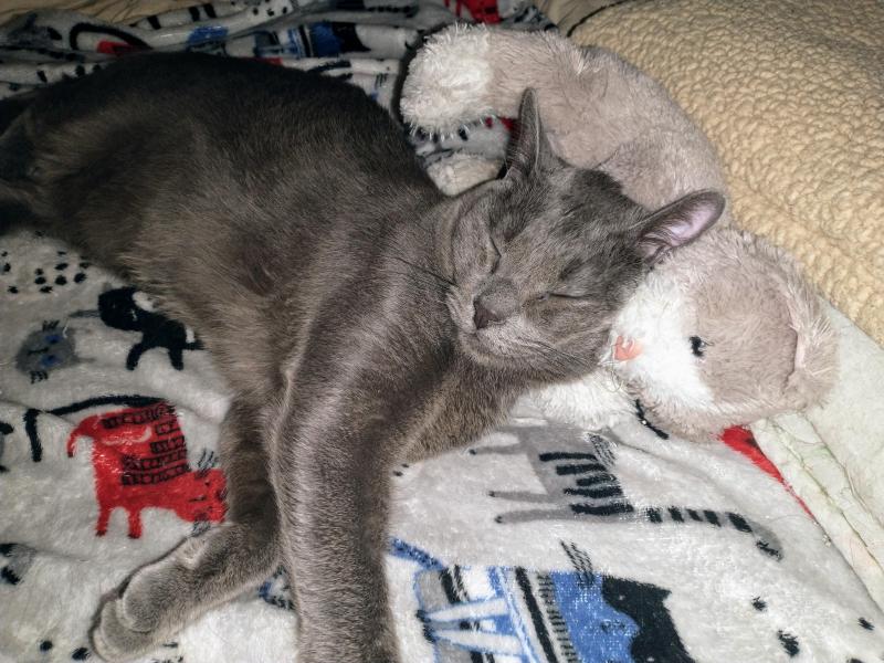 thebugster08 uploaded   236  day/s  ago