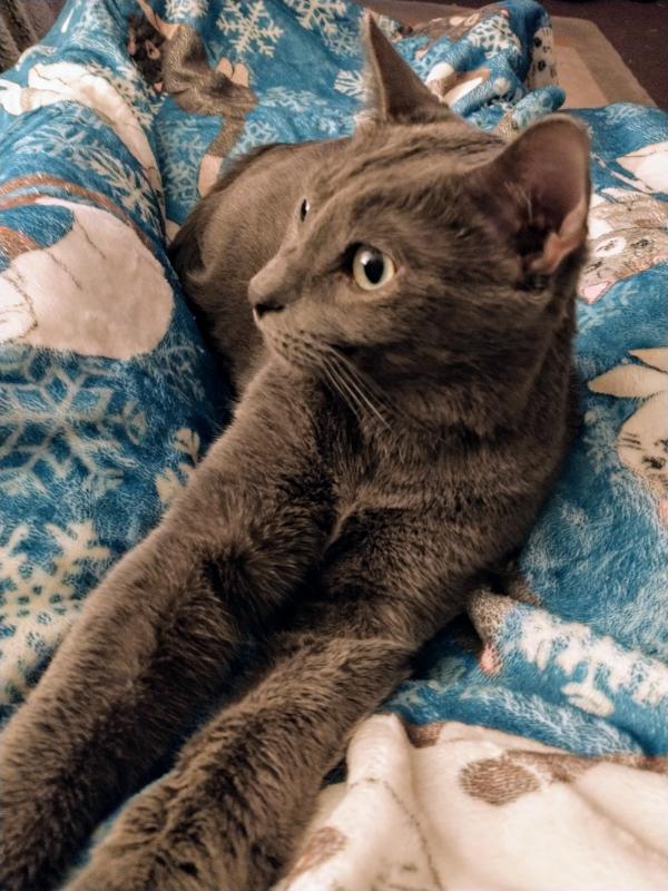 thebugster08 uploaded   228  day/s  ago