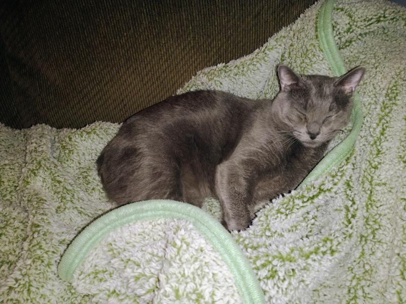 Logan of the thebugster08 family