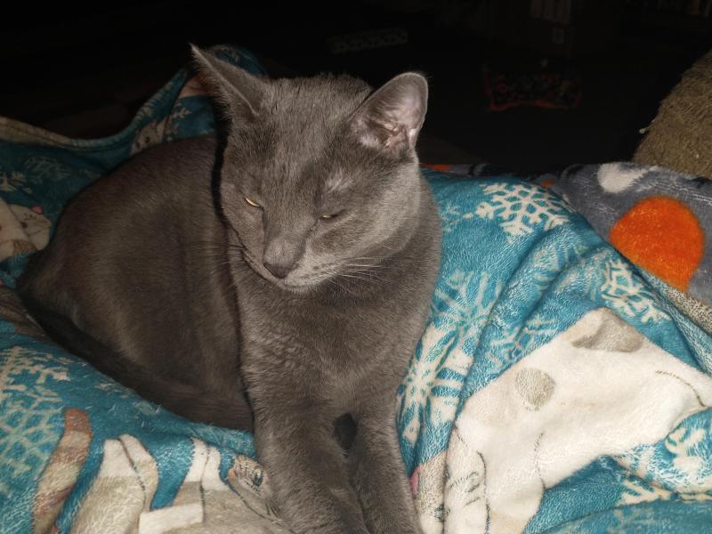 Logan of the thebugster08 family