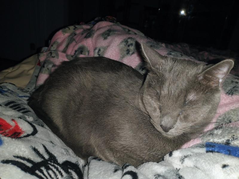 Logan of the thebugster08 family