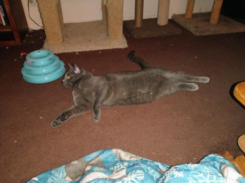 Logan of the thebugster08 family