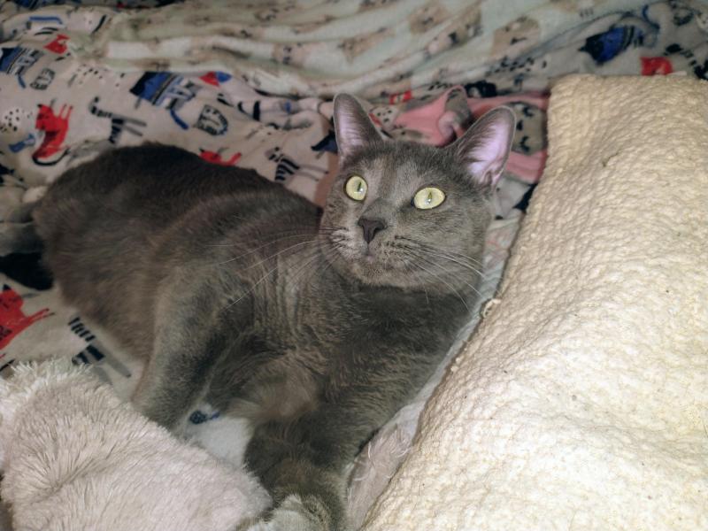 Logan of the thebugster08 family