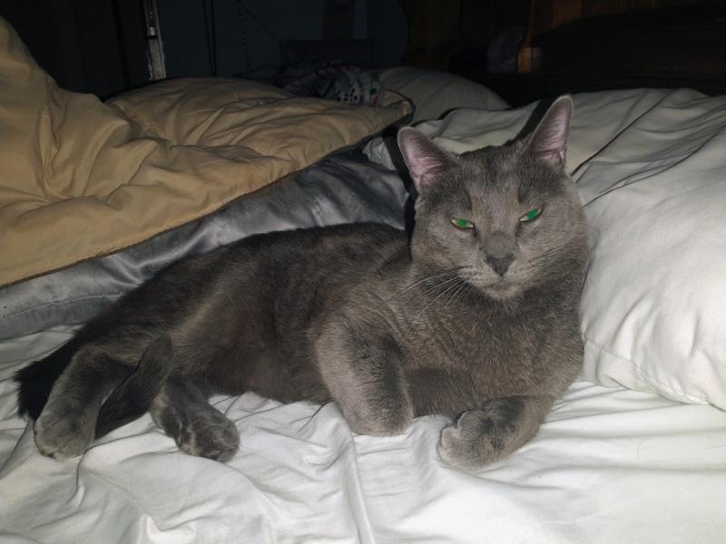 Logan of the thebugster08 family