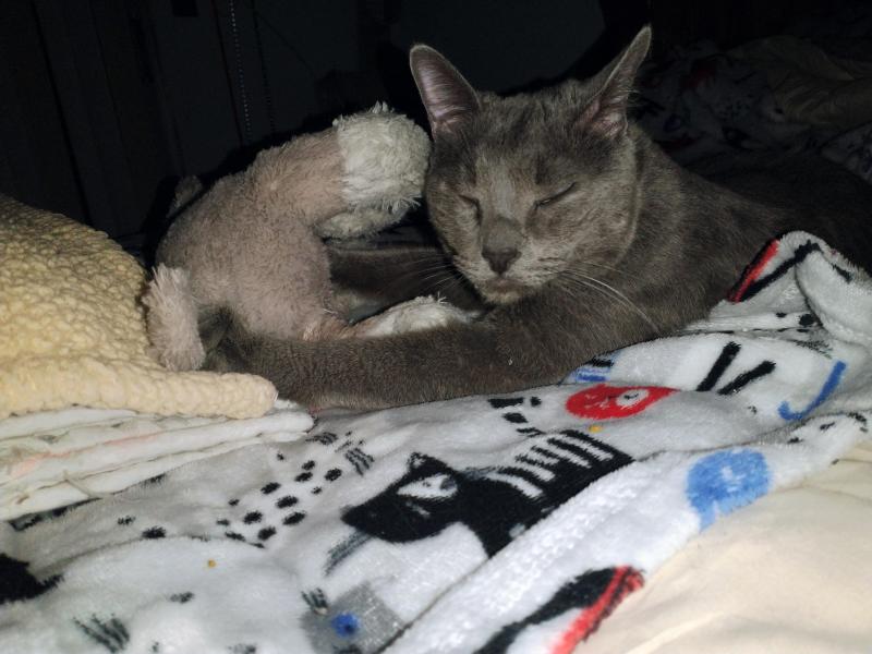 thebugster08 uploaded   31  day/s  ago