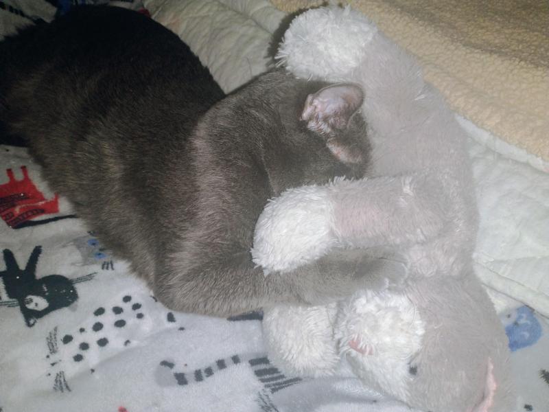 thebugster08 uploaded   21  day/s  ago