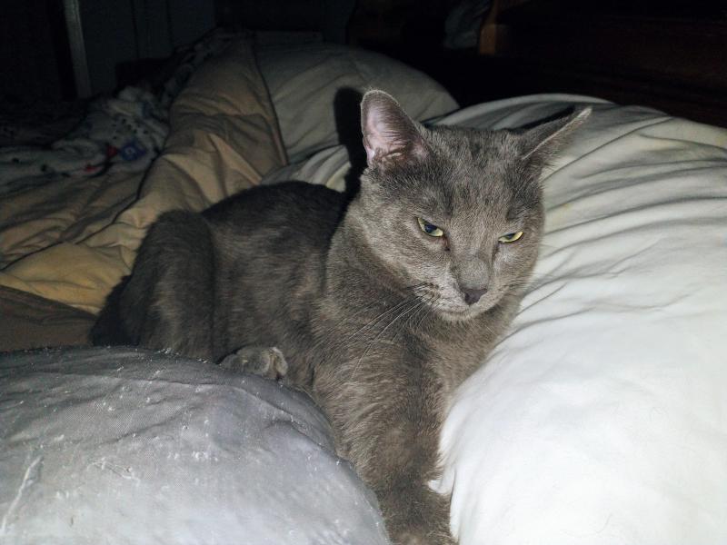 thebugster08 uploaded   45  day/s  ago