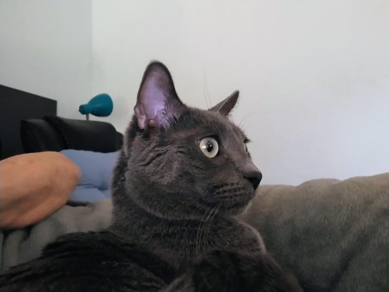 thebugster08 uploaded   38  day/s  ago