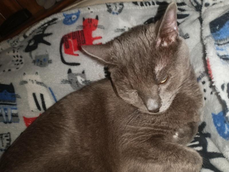 Logan of the thebugster08 family