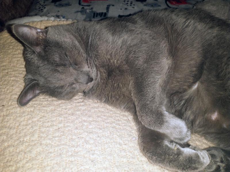 thebugster08 uploaded   3  day/s  ago