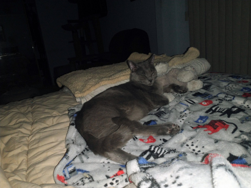 thebugster08 uploaded   163  day/s  ago