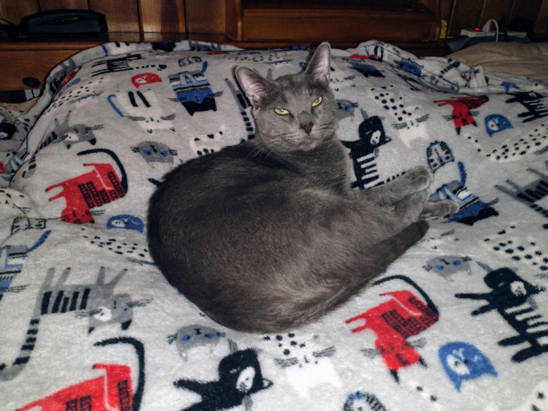 thebugster08 uploaded   252  day/s  ago