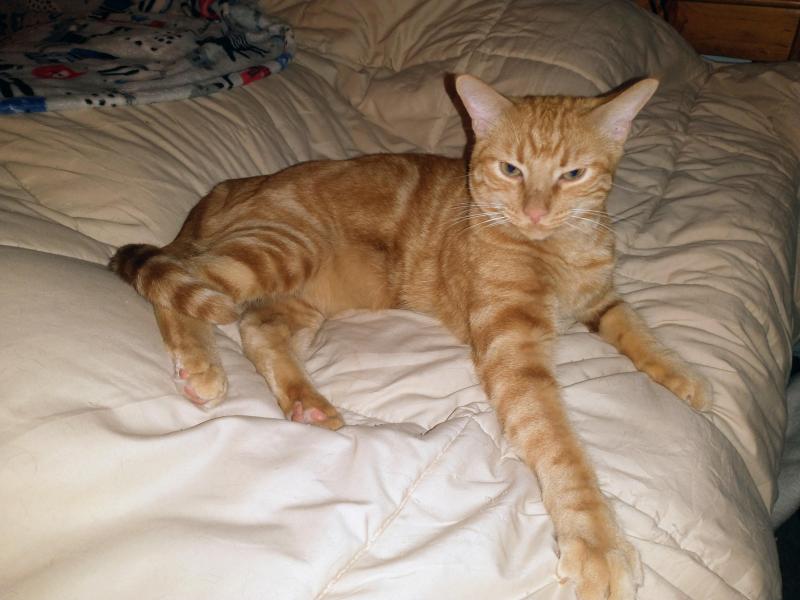 thebugster08 uploaded   179  day/s  ago