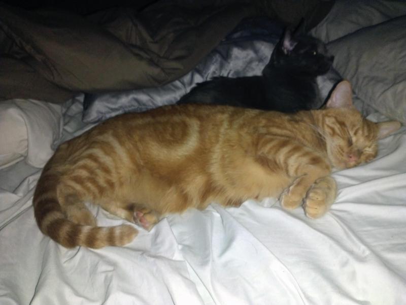 thebugster08 uploaded   179  day/s  ago