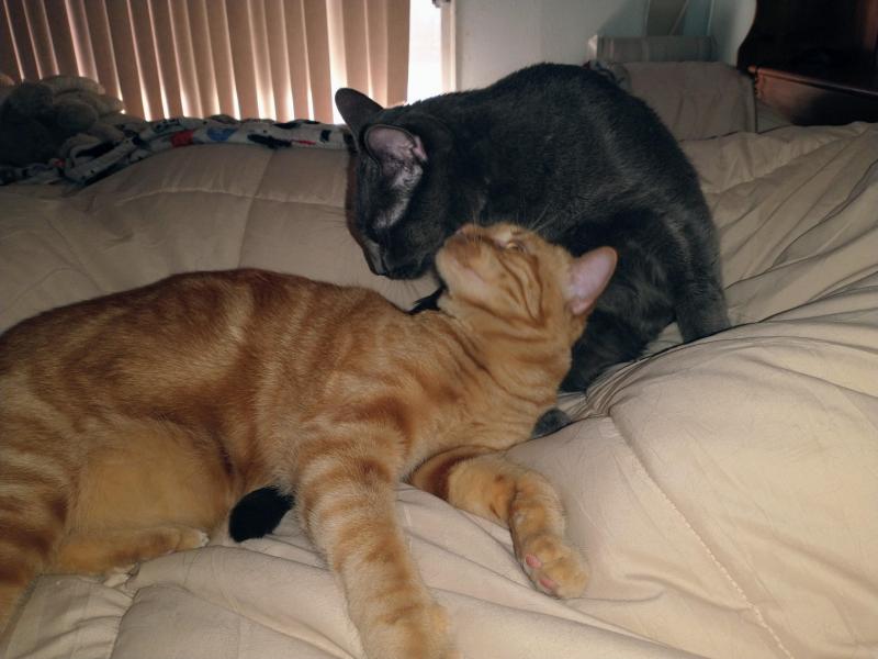 thebugster08 uploaded   200  day/s  ago