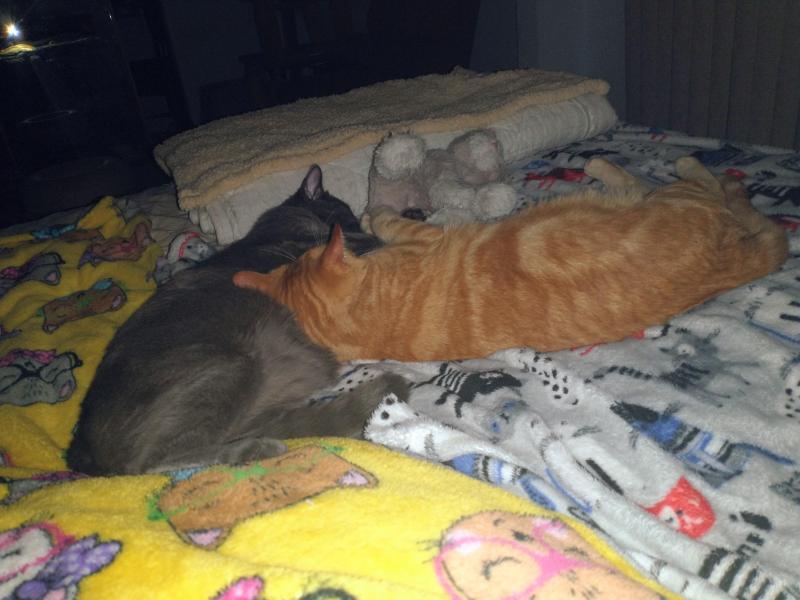 thebugster08 uploaded   157  day/s  ago