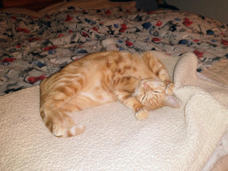 thebugster08 uploaded   150  day/s  ago