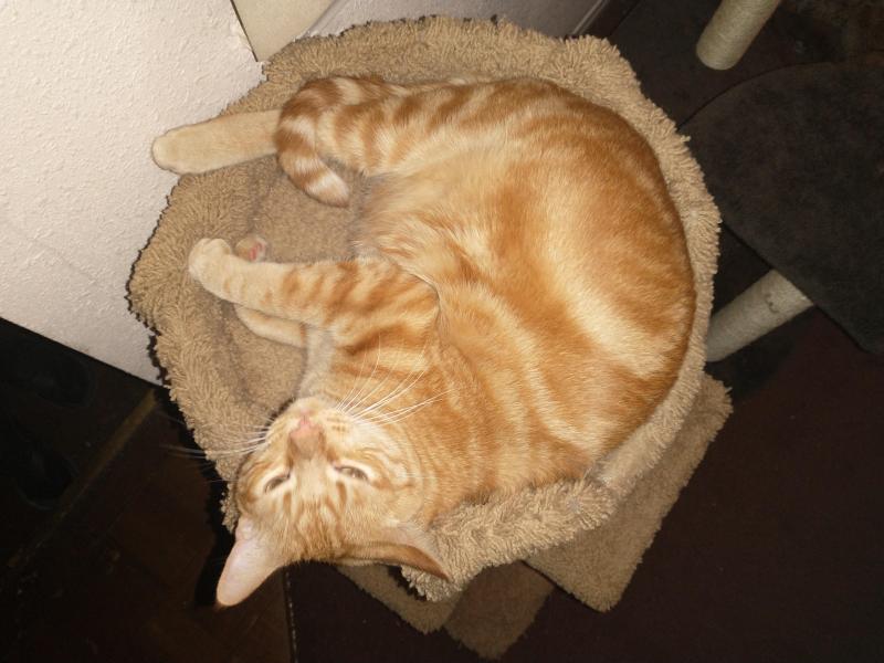 Luke of the thebugster08 family