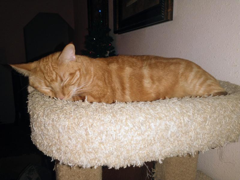 Luke of the thebugster08 family