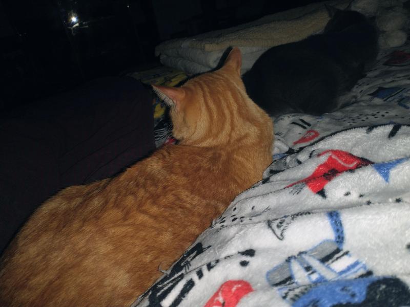 Luke of the thebugster08 family