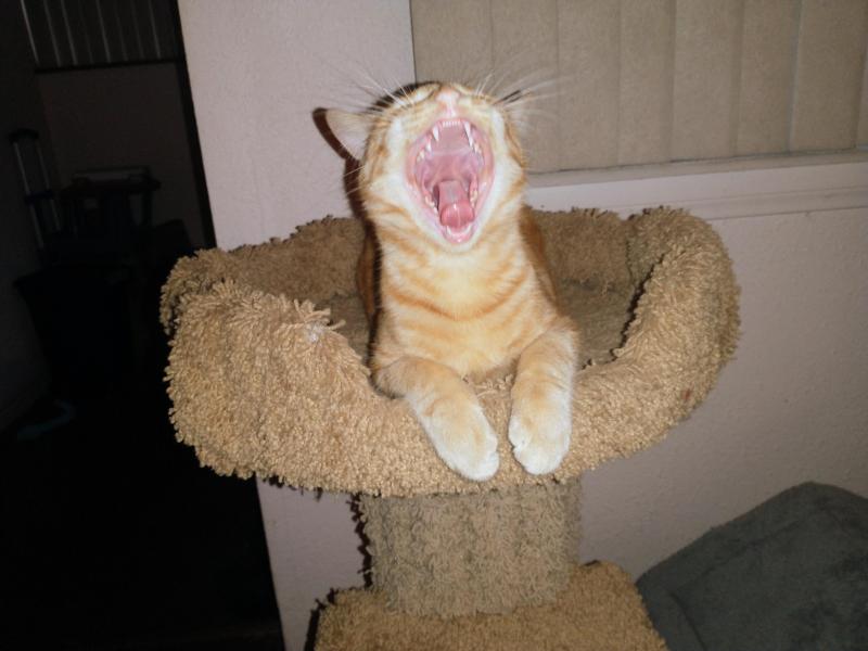 thebugster08 uploaded   1 year/s ago