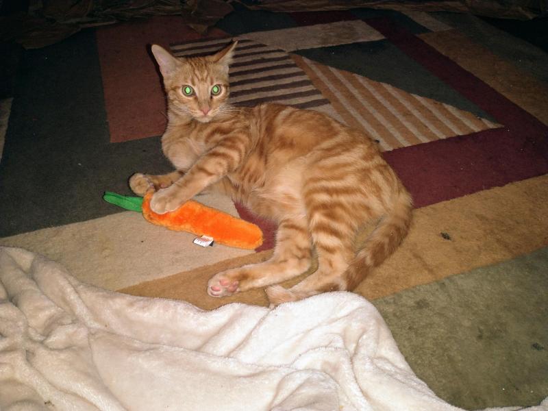 thebugster08 uploaded   1 year/s ago